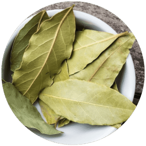 Folha de Louro